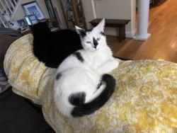 Lost Male Cat last seen Hancock Farms, where Greene and Orange counties meet, Heights Hill, Taylorsville Rd, Greene County, VA 22968