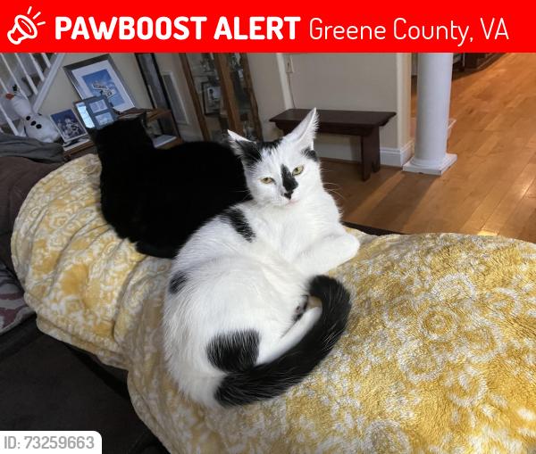 Lost Male Cat last seen Hancock Farms, where Greene and Orange counties meet, Heights Hill, Taylorsville Rd, Greene County, VA 22968