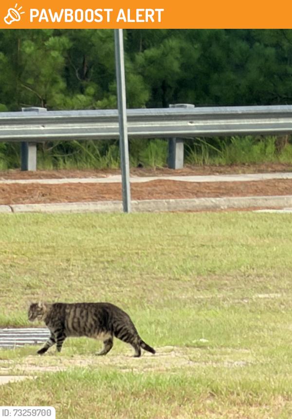 Found/Stray Unknown Cat last seen Harris Teeter and Great Clips, Whispering Pines, NC 28327