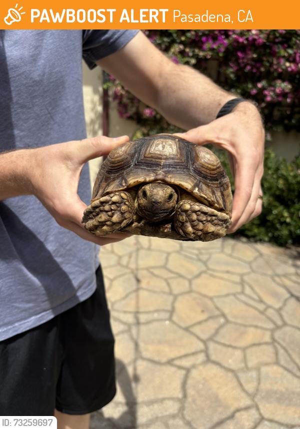 Found/Stray Unknown Reptile last seen Prospect Blvd, Pasadena, CA 91103