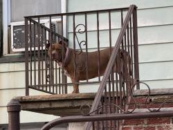 Found/Stray Unknown Dog last seen Near Grace St, Jersey City, Jersey City, NJ 07307