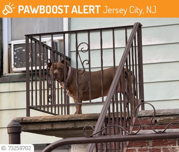 Found/Stray Unknown Dog last seen Near Grace St, Jersey City, Jersey City, NJ 07307
