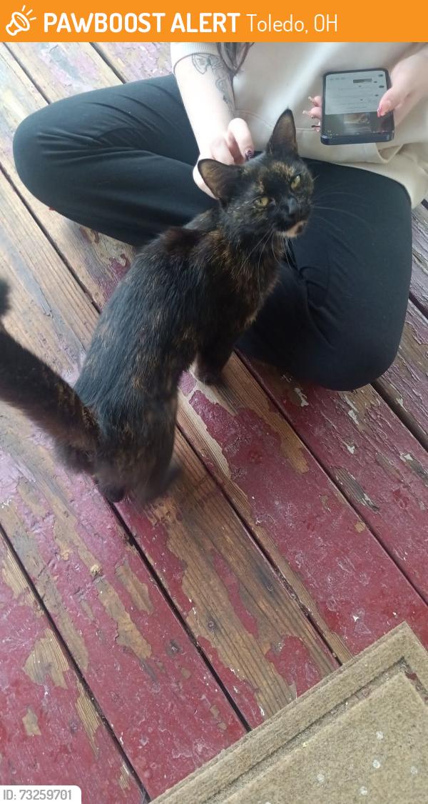 Found/Stray Unknown Cat last seen Lagrange, Toledo, OH 43608