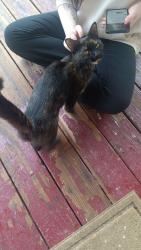 Found/Stray Unknown Cat last seen Lagrange, Toledo, OH 43608