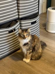 Reunited Female Cat last seen Ocean view blvd, La Crescenta-Montrose, CA 91020
