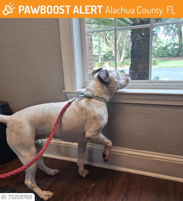 Found/Stray Female Dog last seen Newberry Road, Hidden Oak Elementary, Alachua County, FL 32606