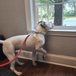 Found/Stray Female Dog last seen Newberry Road, Hidden Oak Elementary, Alachua County, FL 32606