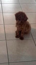 Lost Female Dog last seen Chiquita blvd and 16th Pl nw, Cape Coral, FL 33993