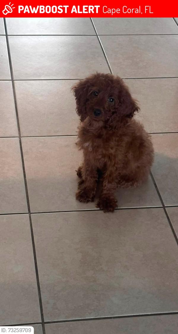 Lost Female Dog last seen Chiquita blvd and 16th Pl nw, Cape Coral, FL 33993