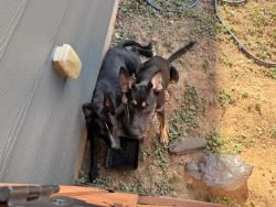 Found/Stray Male Dog last seen Pinon Canyon, San Antonio, TX 78249