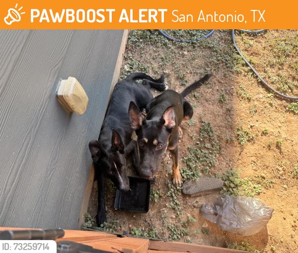 Found/Stray Male Dog last seen Pinon Canyon, San Antonio, TX 78249