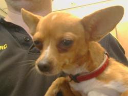 Shelter Stray Female Dog last seen MANHART WAY/MONTANA WAY, 95626, 3839 Bradshaw Rd, Sacramento, CA 95827, USA