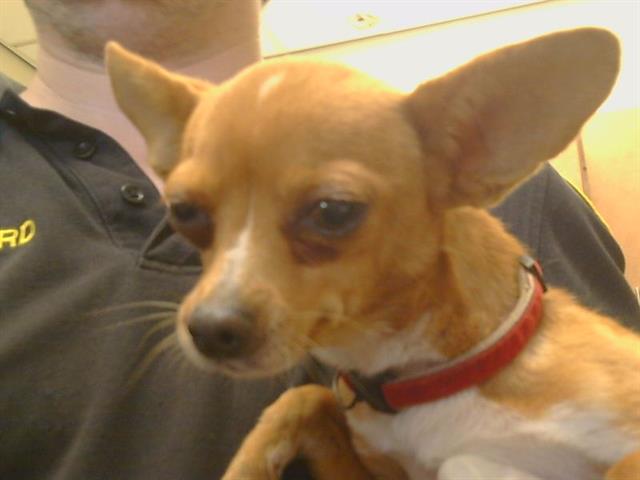 Shelter Stray Female Dog last seen MANHART WAY/MONTANA WAY, 95626, 3839 Bradshaw Rd, Sacramento, CA 95827, USA
