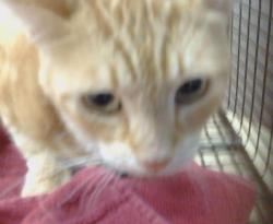 Shelter Stray Unknown Cat last seen CRESTRIDGE RD/WINDING WAY,95628, 3839 Bradshaw Rd, Sacramento, CA 95827, USA