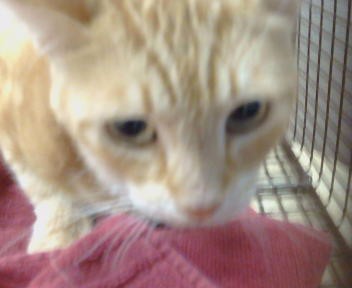 Shelter Stray Unknown Cat last seen CRESTRIDGE RD/WINDING WAY,95628, 3839 Bradshaw Rd, Sacramento, CA 95827, USA