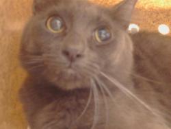 Shelter Stray Male Cat last seen WINONA WAY/JENNY LIND AVE, 95660, 3839 Bradshaw Rd, Sacramento, CA 95827, USA