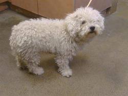 Shelter Stray Female Dog last seen 49TH AVE/WESLEY AVE, 95823, 3839 Bradshaw Rd, Sacramento, CA 95827, USA