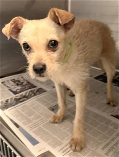Shelter Stray Female Dog last seen , 3201 Lacy St, Los Angeles, CA 90031, USA