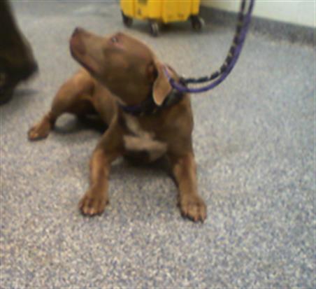Shelter Stray Female Dog last seen MINT HILL, 8315 Byrum Dr, Charlotte, NC 28217, USA