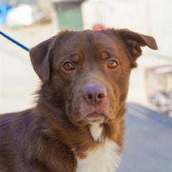 Shelter Stray Male Dog last seen MEADOWVIEW RD & FREEPORT BLVD, 2127 Front St, Sacramento, CA 95818, USA