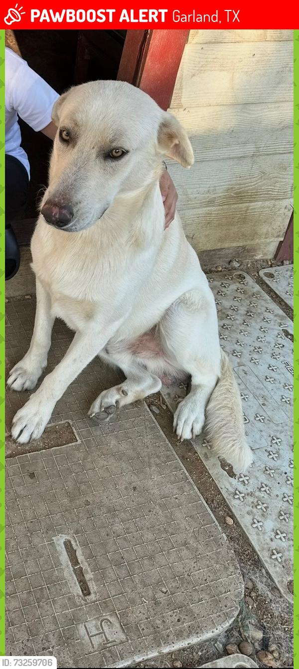 Lost Male Dog last seen jupiter rd and w buckingham rd, Garland, TX 75042