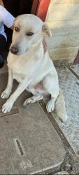 Lost Male Dog last seen jupiter rd and w buckingham rd, Garland, TX 75042