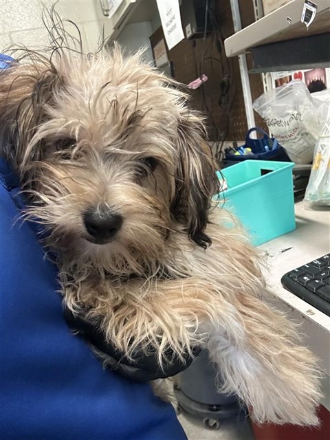 Shelter Stray Female Dog last seen BELL AVE & RIO LINDA BLVD, 2127 Front St, Sacramento, CA 95818, USA