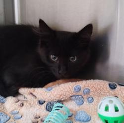 Shelter Stray Male Cat last seen Near BLOCK BRUSH ST, 1590 Fortmann Way, Alameda, CA 94501, USA
