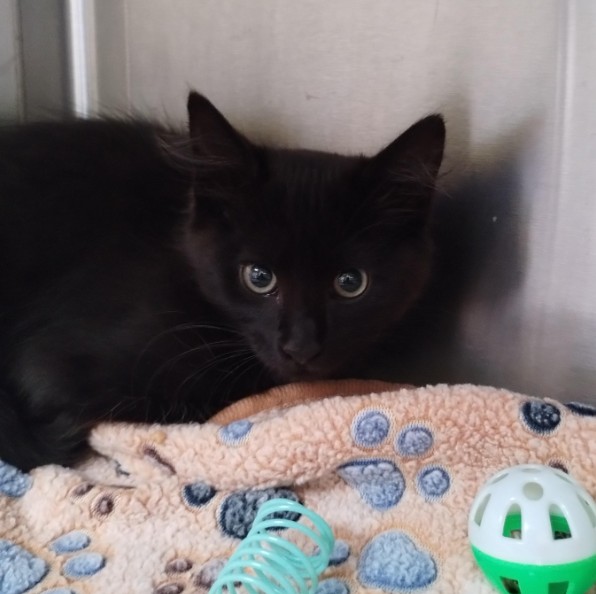 Shelter Stray Male Cat last seen Near BLOCK BRUSH ST, 1590 Fortmann Way, Alameda, CA 94501, USA