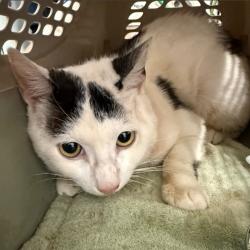 Shelter Stray Male Cat last seen HAIGHT AND LINCOLN, ALAMEDA, 1590 Fortmann Way, Alameda, CA 94501, USA