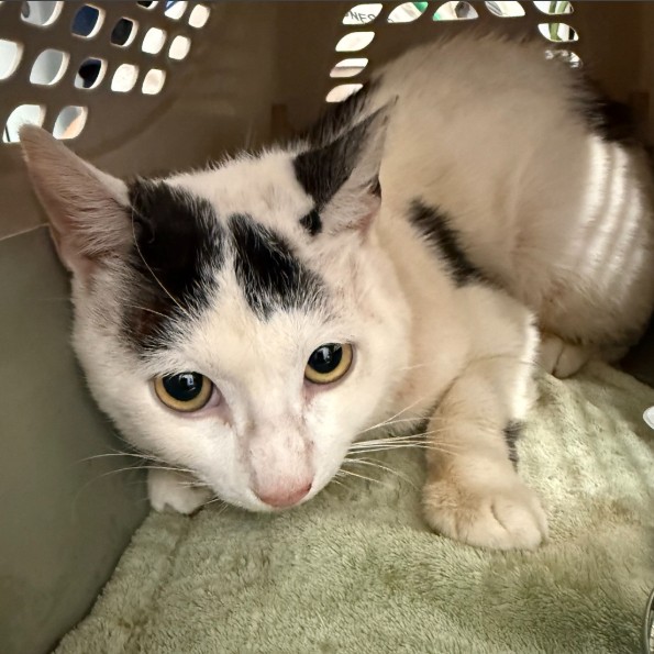 Shelter Stray Male Cat last seen HAIGHT AND LINCOLN, ALAMEDA, 1590 Fortmann Way, Alameda, CA 94501, USA