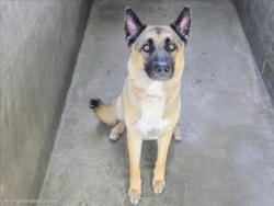 Shelter Stray Male Dog last seen , 14409 Vanowen St, Van Nuys, CA 91405, USA