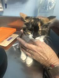 Shelter Stray Female Cat last seen LOCH LOMOND DR, BAKERSFIELD CA 93304, 3951 Fruitvale Ave, Bakersfield, CA 93308, USA