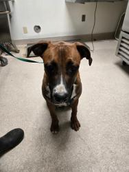 Shelter Stray Male Dog last seen Near BLOCK VIRGINIA ST, BAKERSFIELD CA 93305, 3951 Fruitvale Ave, Bakersfield, CA 93308, USA