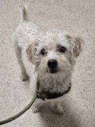 Shelter Stray Female Dog last seen Near BLOCK NILES ST, BAKERSFIELD CA 93305, 3951 Fruitvale Ave, Bakersfield, CA 93308, USA