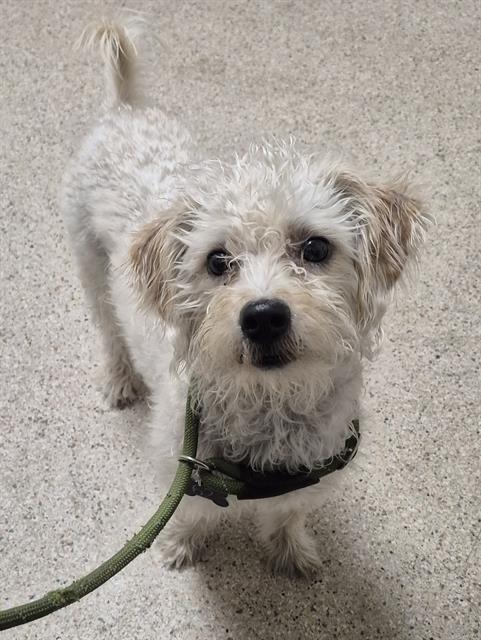 Shelter Stray Female Dog last seen Near BLOCK NILES ST, BAKERSFIELD CA 93305, 3951 Fruitvale Ave, Bakersfield, CA 93308, USA