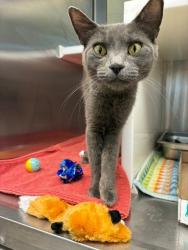 Shelter Stray Female Cat last seen 58TH AND FRANKLIN, 12155 Park Blvd, Brighton, CO 80601, USA