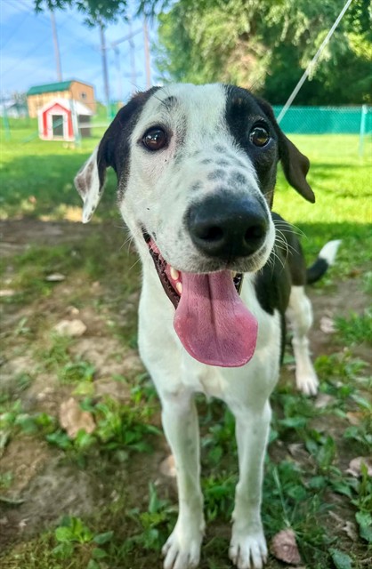 Shelter Stray Male Dog last seen PORTG DES SIOUX, 4850 Mid Rivers Mall Dr, St Peters, MO 63376, USA