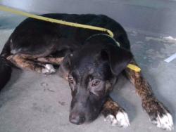 Shelter Stray Male Dog last seen , 4275 Elton St, Baldwin Park, CA 91706, USA