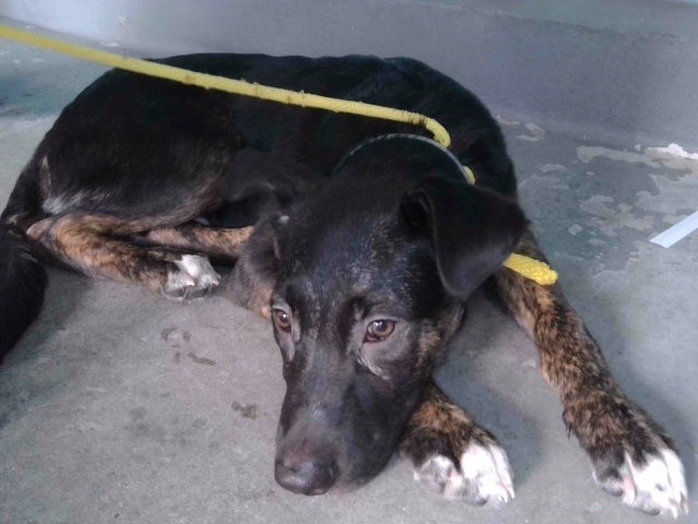 Shelter Stray Male Dog last seen , 4275 Elton St, Baldwin Park, CA 91706, USA