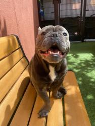 Shelter Stray Male Dog last seen OAKDALE / PALOU, 1419 Bryant St, San Francisco, CA 94103, USA