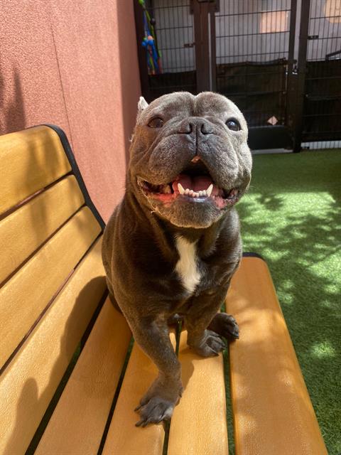 Shelter Stray Male Dog last seen OAKDALE / PALOU, 1419 Bryant St, San Francisco, CA 94103, USA