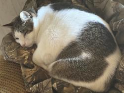 Lost Female Cat last seen Blue Tick Lane, Lenoir City, TN 37771