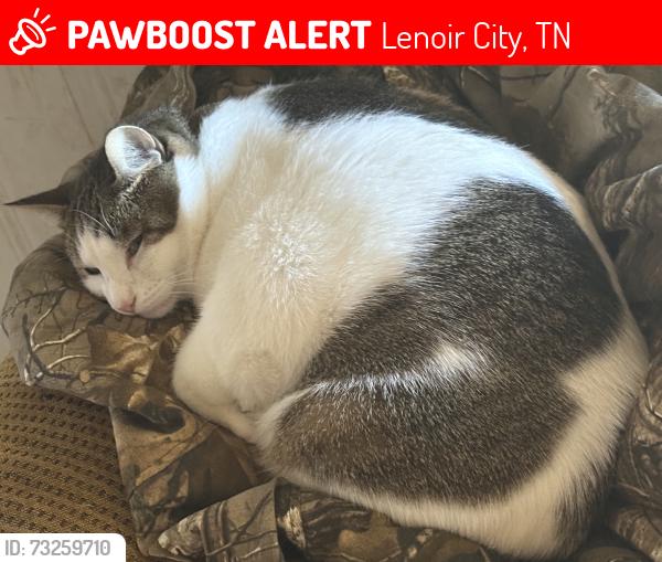 Lost Female Cat last seen Blue Tick Lane, Lenoir City, TN 37771