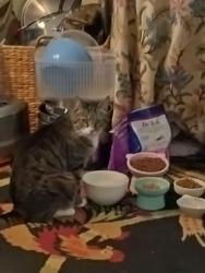 Reunited Male Cat last seen Auburn and midler, Cranston, RI 02910