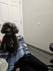 Lost Male Dog last seen Near routier road, Sacramento, CA 95827