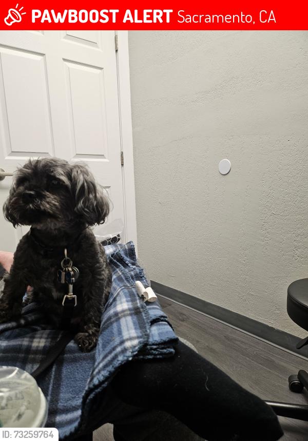 Lost Male Dog last seen Near routier road, Sacramento, CA 95827