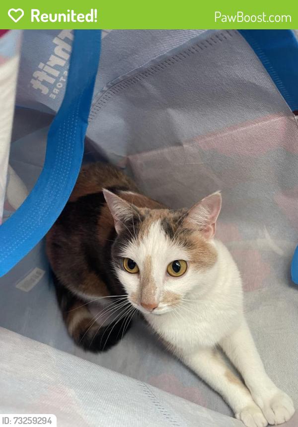 Reunited Female Cat last seen Fenway college pizza Nextdoor/macha cafe miko, Boston, MA 02215