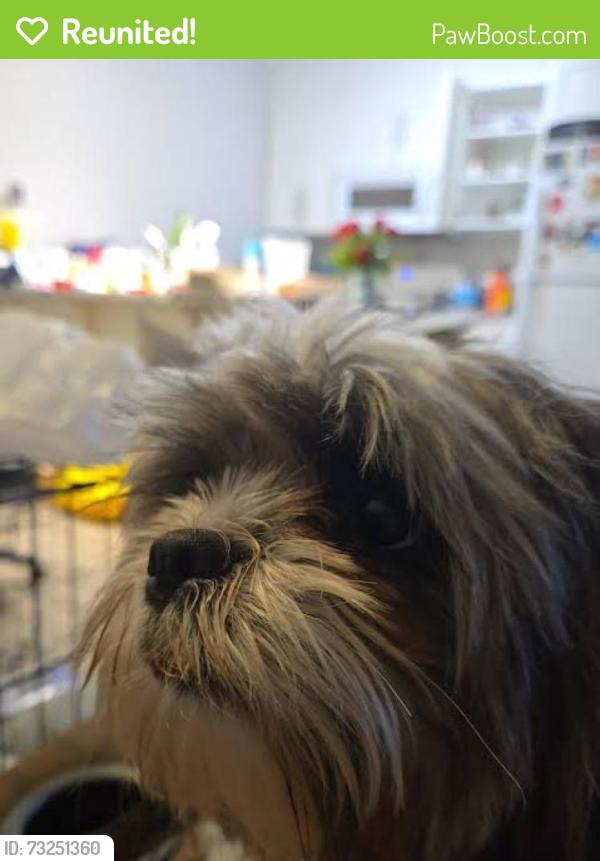 Reunited Male Dog last seen Near south Beulah street, Winder, GA 30680