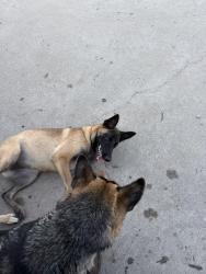 Reunited Female Dog last seen Murphy, Houston, TX 77031